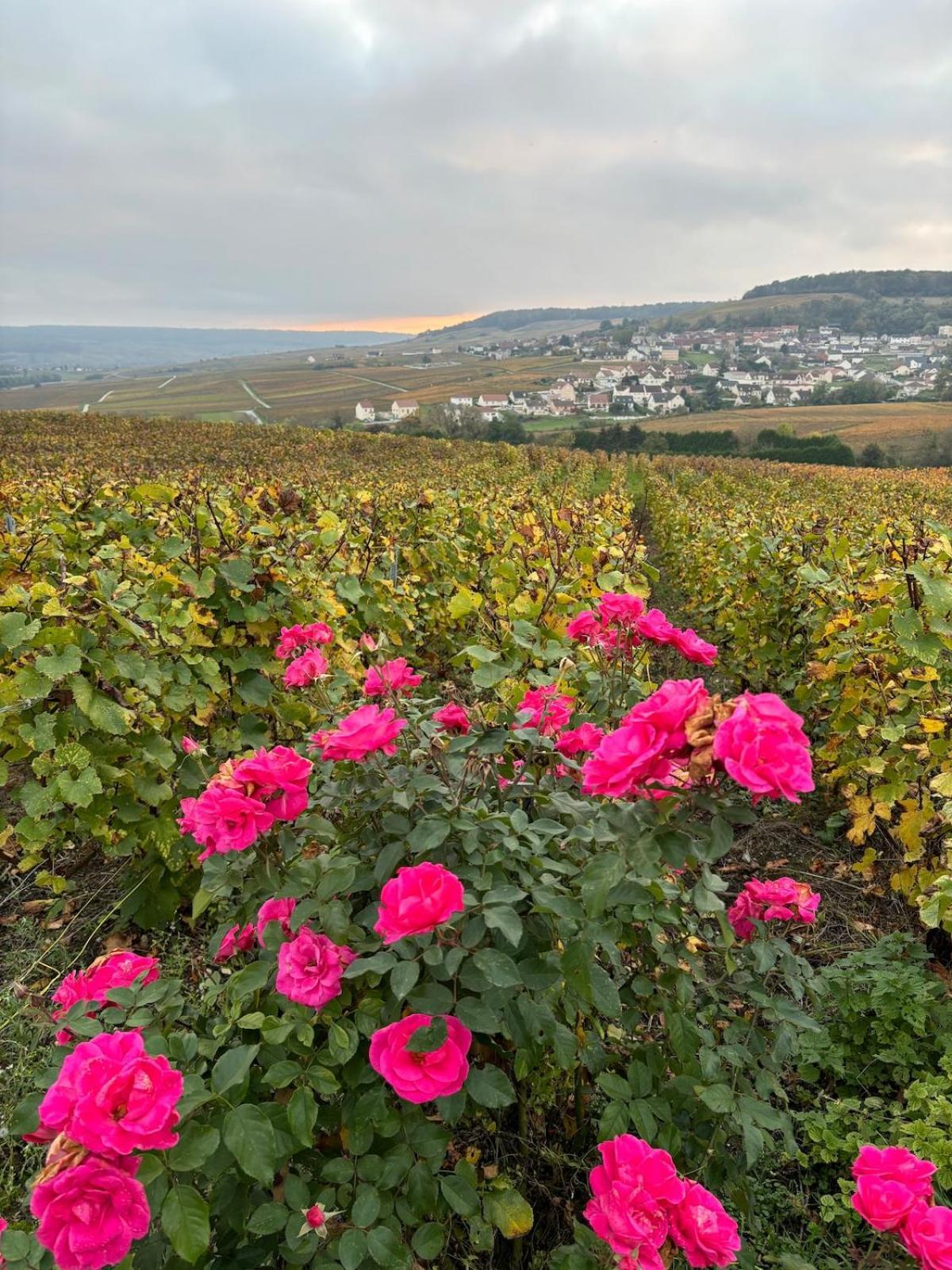 La Galipette, Charmant Chalet En Champagne Fleury-la-Riviere 外观 照片